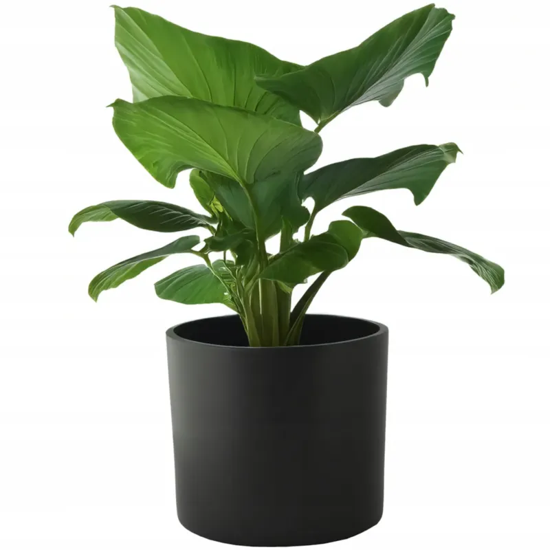 DONICZKA CERAMICZNA DUŻA 19cm czarna osłonka okrągła na bonsai do palmy - Tani